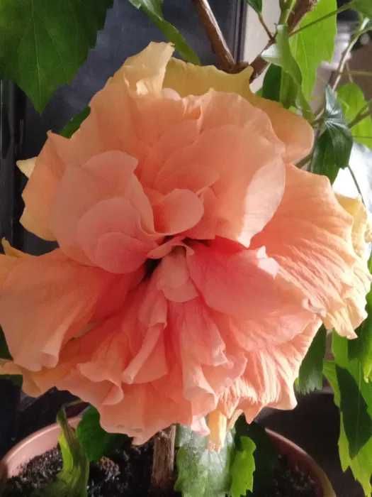 Бальзамы махр, , панданус,   и др,