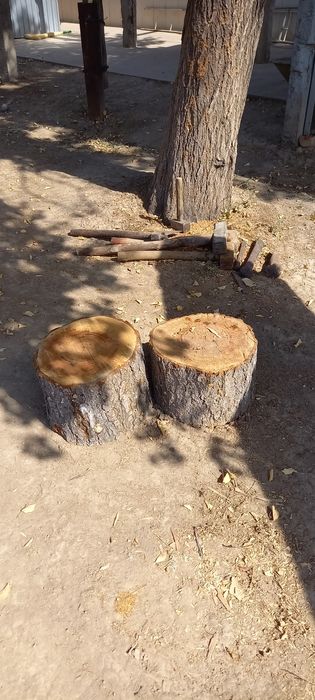 Қаратал, павлония
