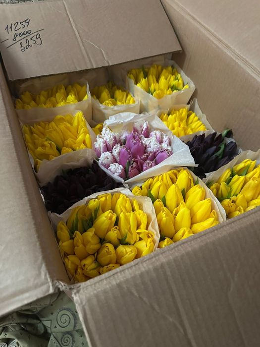 Тюльпаны оптом большие