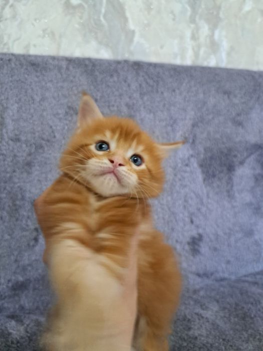 Шикарные Мейн-куны в продаже