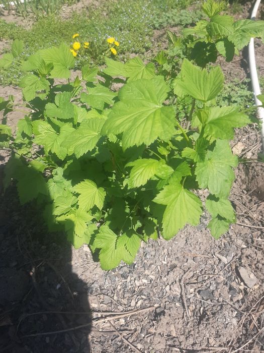 Смородина куст(4)  продам