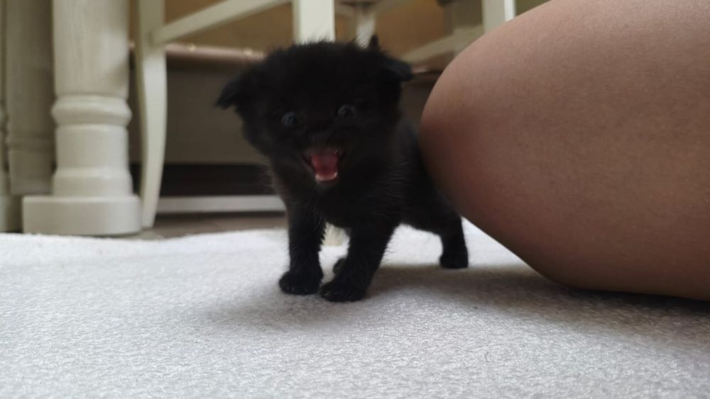 Котята очень умные