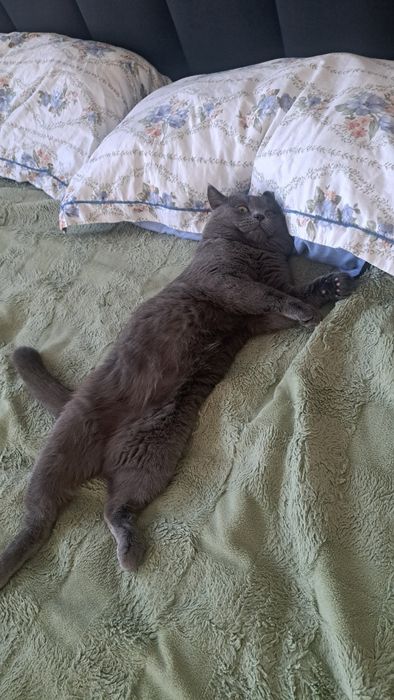 Нужна кошка для вязки