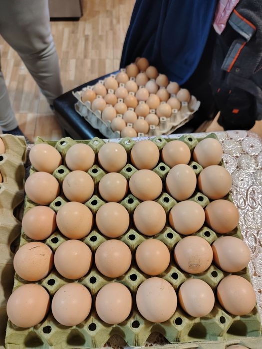 Oua de casa de vânzare