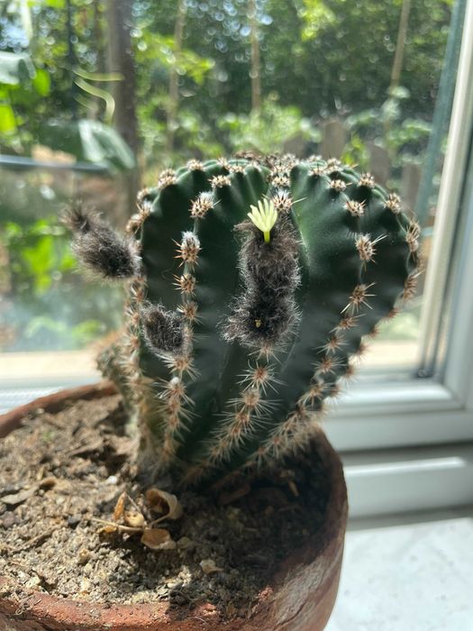 Различни кактуси в саксия по избор. Кактусите са цъфтящи.