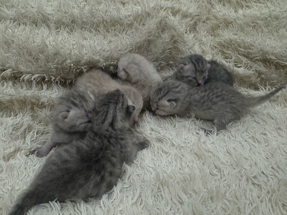 Бронь котят шотландских