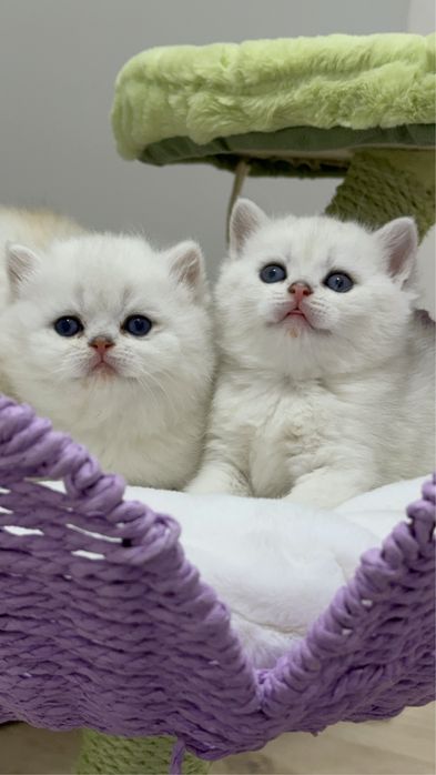 Шиншилла silver ns 11