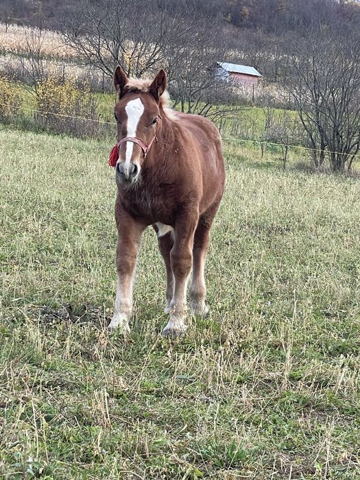 Disponibila iapa de 7ani cu manz de 4luni