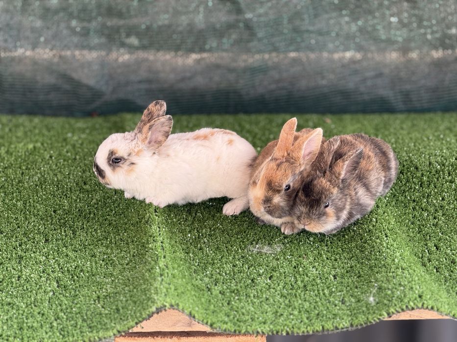 Зайци от породата Рекс