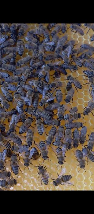 Срочно Асалари оиласи яшиги билан