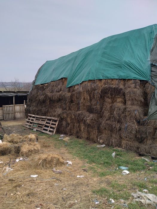 Baloti de fan de vanzare