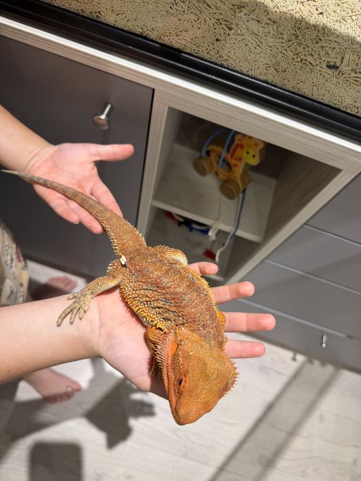 Vând Dragon cu Barbă (Pogona) + terariu complet echipat