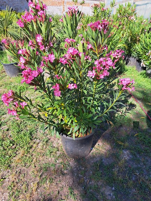 Leandru premium in ghiveci  diverse culori livrare in toata tara