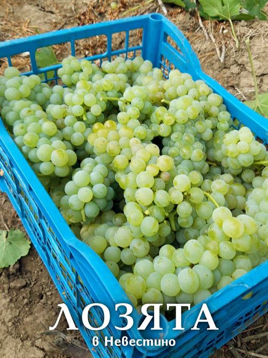 Продавам грозде - Мускат Отонел