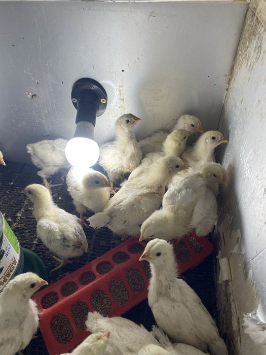 Балапандар кучин адлер