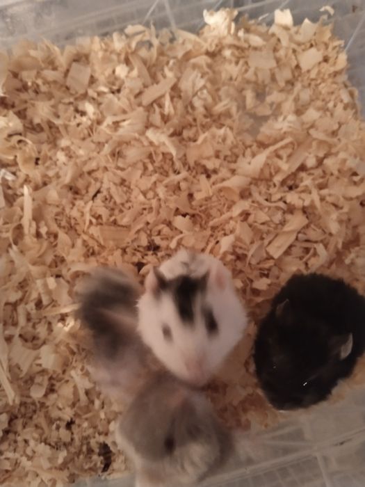 продам хомяков очень редких окрасов