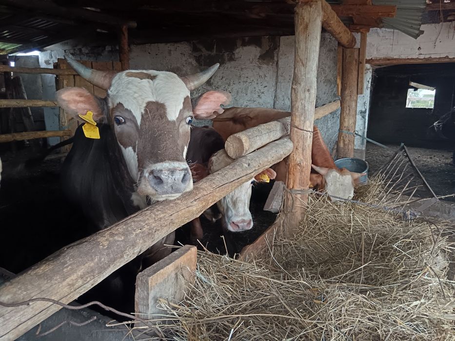 Продам 3их бычков