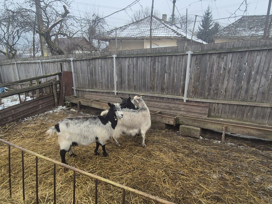 Vand      capre gestante