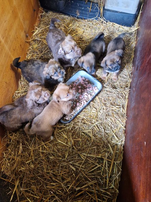 Cățeluși de 2 luni pentru adoptie!!!