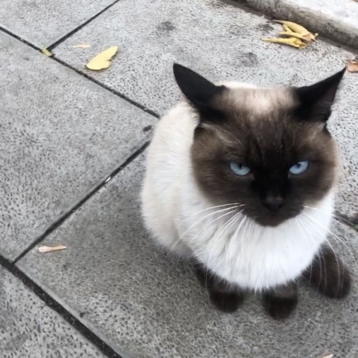 Сиамский Кот Ласковый Домашний