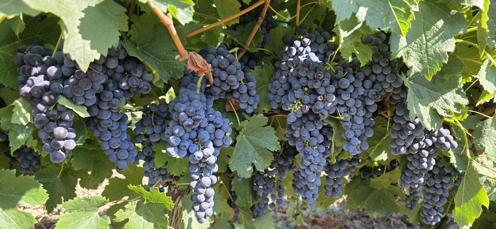 Vând Strugurii de vin