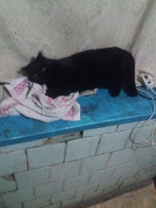 Кот, доставка бесплатно