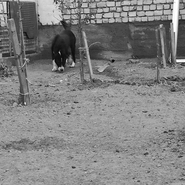 Срочно 1,5 жасар ургашы ит обмен