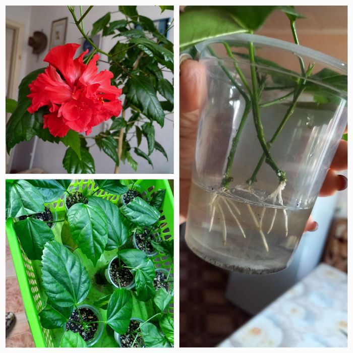 Цветы  комнатные