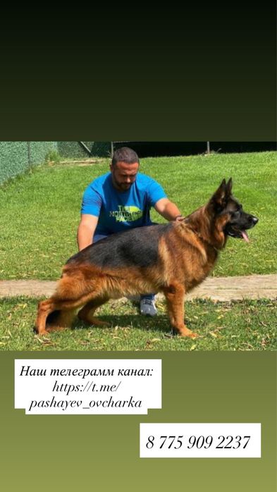 Щенки немецкой овчарки (бронирование)