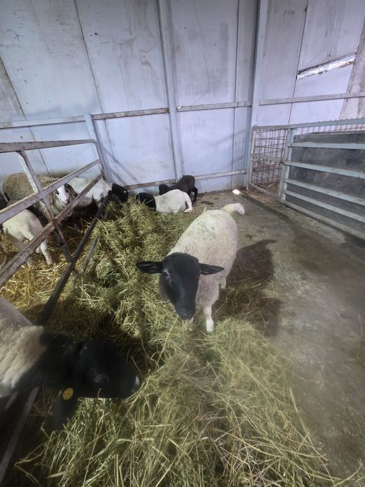 Se vinde berbec dorper