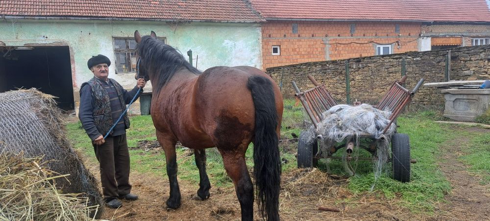 iapă de 6 ani forte cuminte