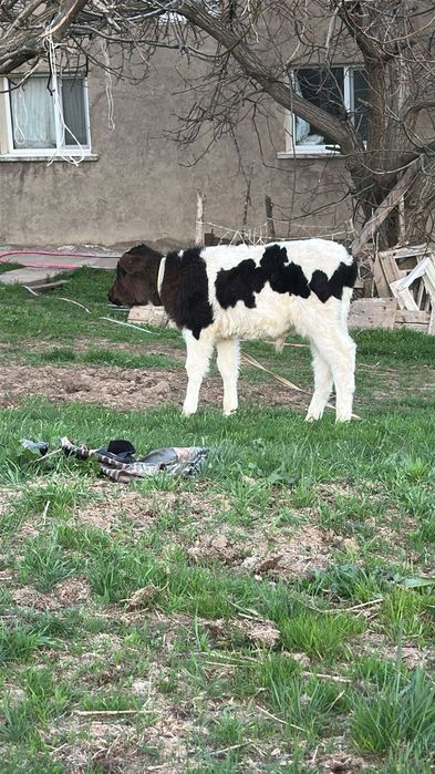 бузаулар сатылады порода