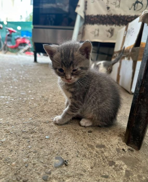 Adoptie pui de pisica Micsuneii