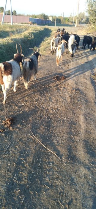 Echkilar sotiladi kafolati bilan