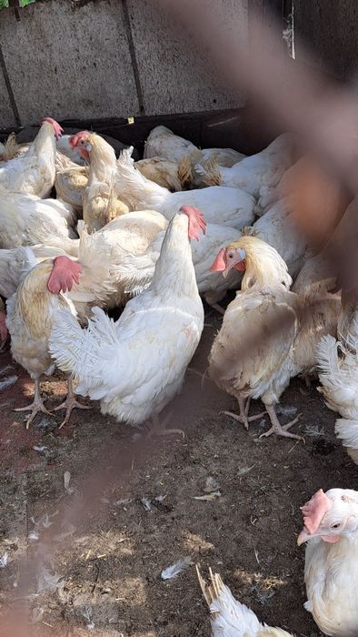 Кур-несушек Пивзавод