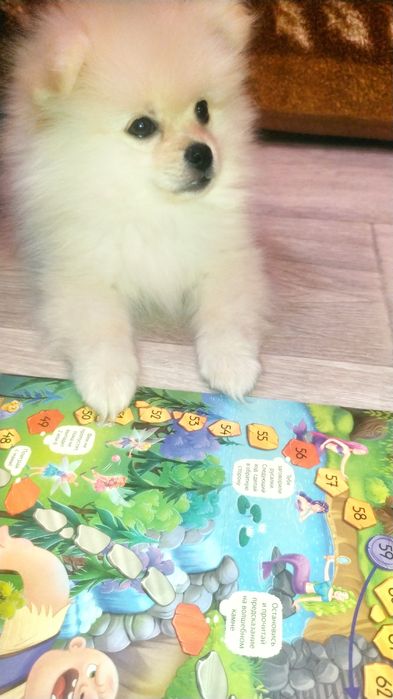 Продам щенка шпица