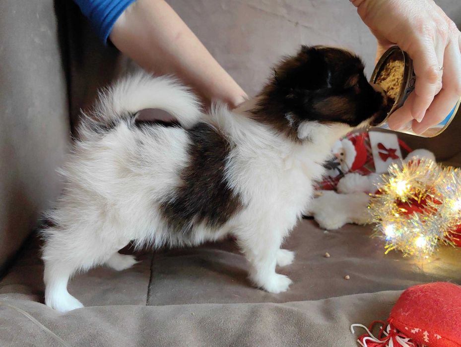 Papillon, mascul,  3 luni