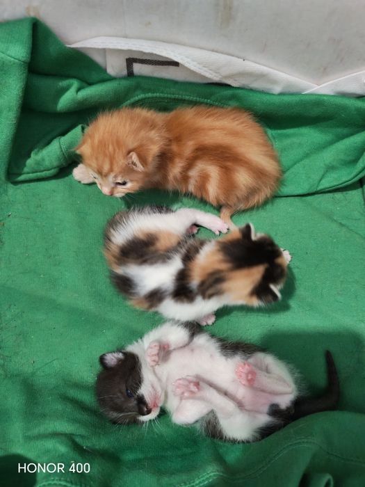 Отдам котят в хорошие руки!