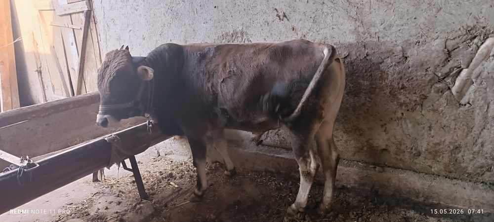 Buqa sotiladi 23 m