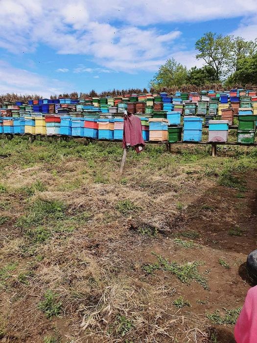 Vând miere de albine 100% naturală.