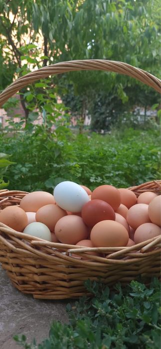 Яйцо домашнее / қолдың жұмыртқасы