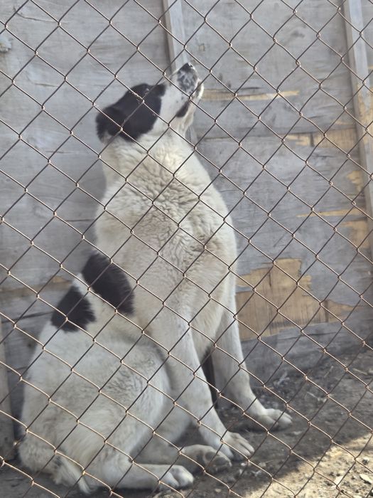 Продам щенка Алабай