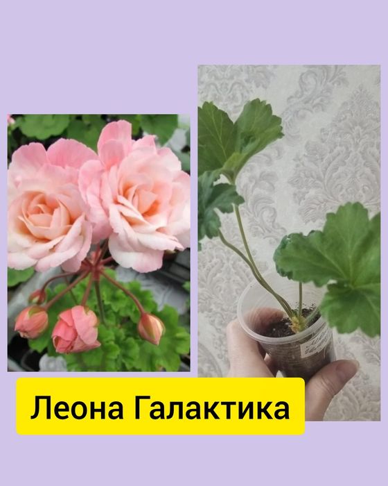 Укоренённые черенки пеларгоний