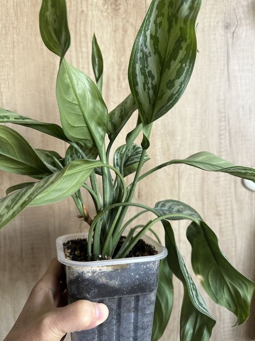 Продам комнатные растения