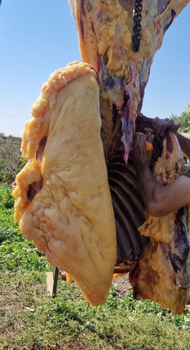 Жылкы ет , мясо конины