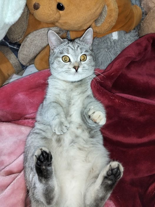 8 oyli qiz bola oyinqaroq