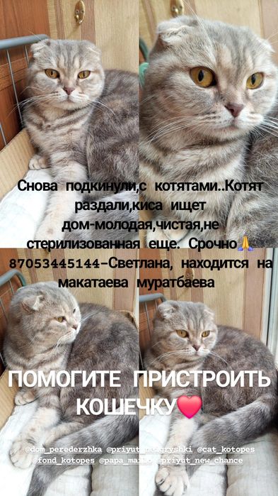 Кошечка вислоухая. Даром