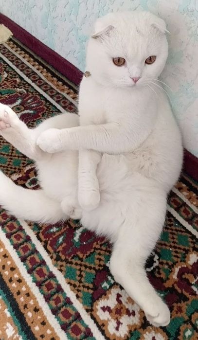 Шапландия мушуги