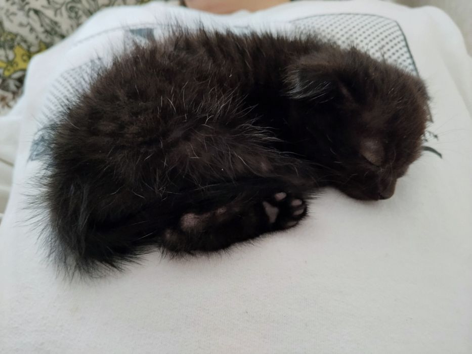 Отдам черного котёнка