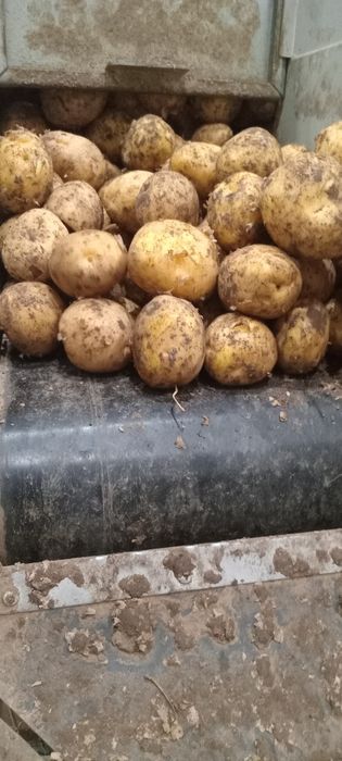Картошка сорт- Коломбо